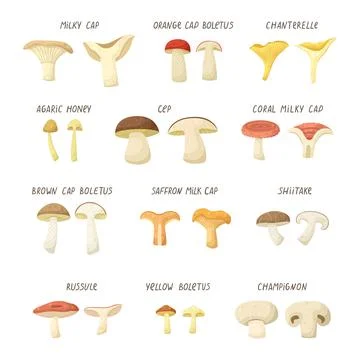 Vector set of illustrations of different types of mushrooms. Stock-Illustration