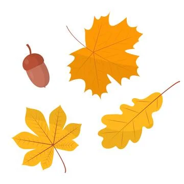 Vector set of illustrations of leaves and acorns Stock Illustration