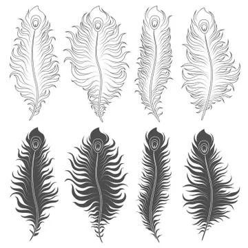 Vector set of illustrations with peacock feathers. Isolated objects on a white. Stock Illustration