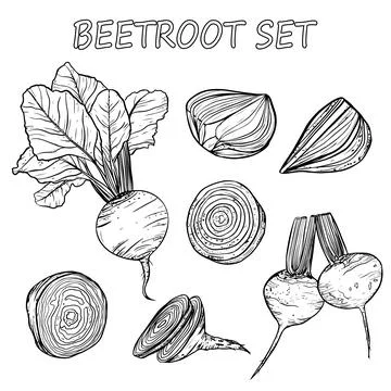 Vector set with the image of beetroot fruits in whole and in section in black Illustrazione stock