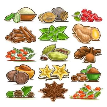 Vector set of indian Spices 스톡 일러스트