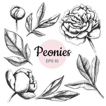 Vector set of ink peony flowers and leaves isolated on white bac Stock Illustration