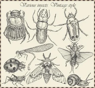Vector set insects in vintage style - Vector Stock Illustration