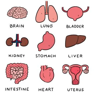 Vector set of internal organ cartoon Stock Illustration