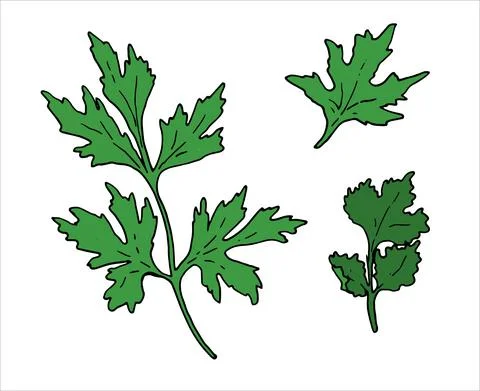 Vector set isolated element of fresh herbs Coriander and Parsley hand-drawn in Stock Illustration