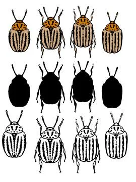 Vector set of isolated elements of Colorado beetles on a white background for a Stock Illustration