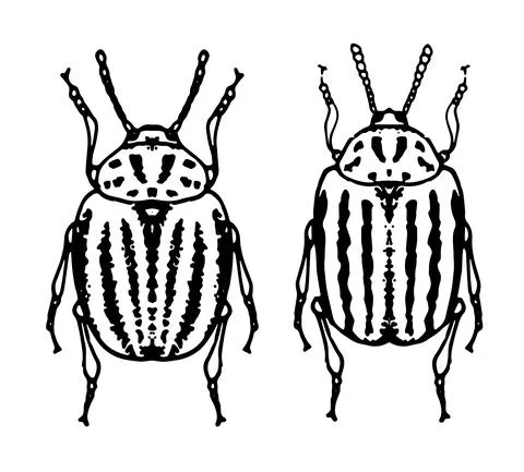 Vector set of isolated elements of Colorado beetles on a white background for a Stock Illustration