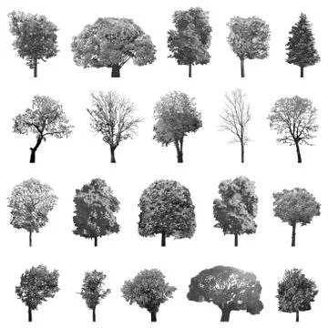 Vector set isolated high detailed trees Stock Illustration