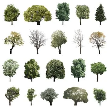 Vector set isolated high detailed trees Illustrazione stock