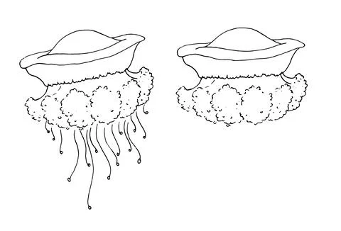 Vector set of jellyfish. a hand-drawn jellyfish in the style of a sketch of Stock Illustration
