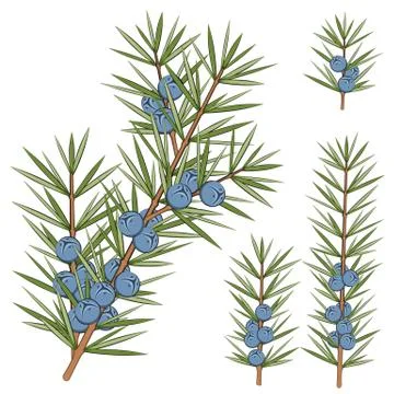 Vector set of juniper branches. Isolated objects. Stock Illustration