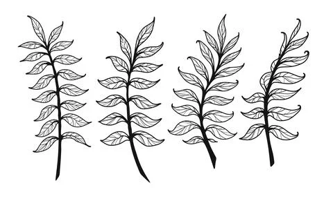 Vector set leaves and branch Stock Illustration