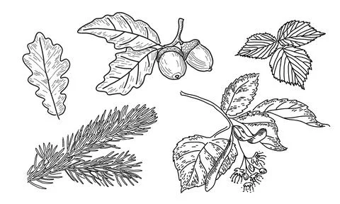Vector set of leaves in doodle style. Stock Illustration