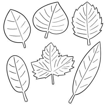 Vector set of leaves Stock Illustration