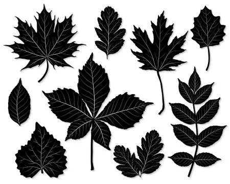 Vector set of leaves silhouette Stock Illustration