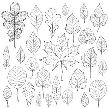 Vector set of leaves silhouette Stock Illustration