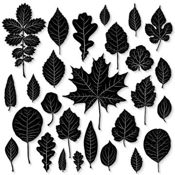 Vector set of leaves silhouette Stock Illustration