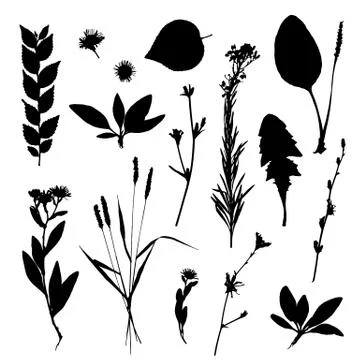 Vector set of leaves silhouette 스톡 일러스트