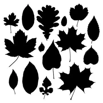 Vector set of leaves silhouette Illustrazione stock