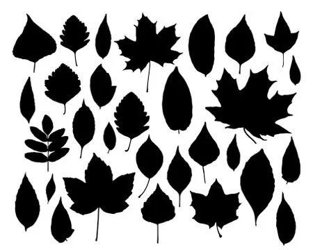 Vector set of leaves silhouette Stock Illustration