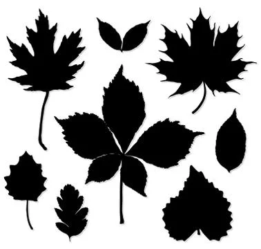 Vector set of leaves silhouette on white background Stock Illustration