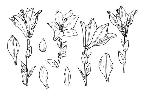 Vector set of lilies. hand drawn in a sketch style, a set of lily flowers in Stock Illustration
