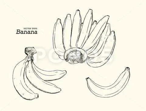 Vector Illustration Of One Doodle Banana Set Fruit Sketch Drawing Style  Stock Illustration - Download Image Now - iStock