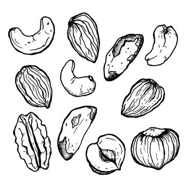 Vector set of line art nuts. Hand painted nuts collection on white background Stock Illustration