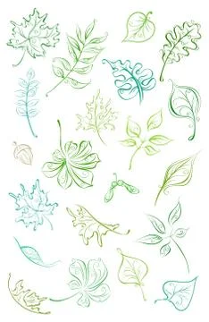 Vector set of linear leaves. Stock Illustration
