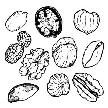 Vector set of linear nuts. Hand painted nuts collection on white background Stock Illustration