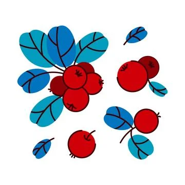 Vector set of lingonberries and cranberries. Collection of raw berries on a.. Stock Illustration