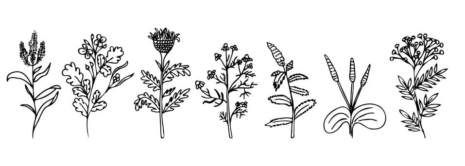 Vector set of medicinal herbs. Doodle style Stock Illustration