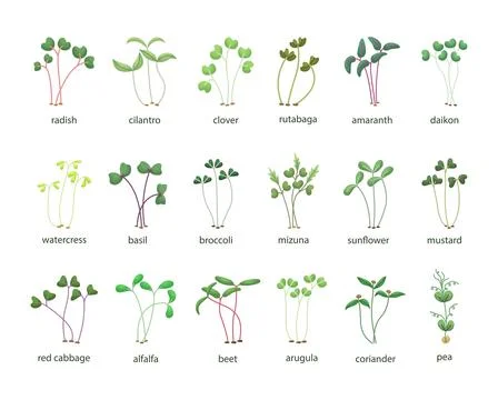 Vector set of microgreens illustrations. Healthy young seedlings. Healthy eco Illustrazione stock