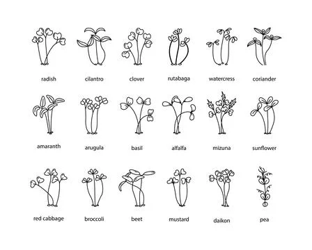 Vector set of microgreens illustrations. Healthy young seedlings. Healthy eco Illustrazione stock
