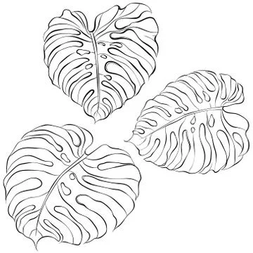 Vector set of monstera leaves Stock Illustration