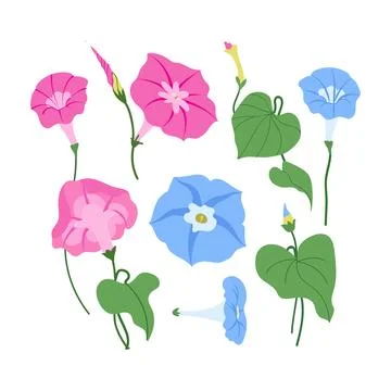 Vector set of morning glory pink flowers and leaves on stems Stock Illustration