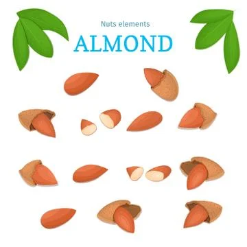 Vector set of nuts. Almond nut whole, peeled, piece half, walnut Stock Illustration