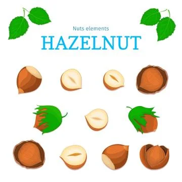 Vector set of nuts. Stock Illustration