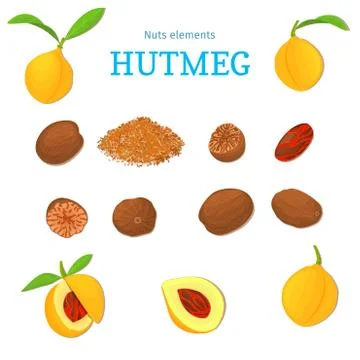 Vector set of nuts. Stock Illustration