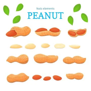 Vector set of nuts. Stock Illustration