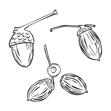 Vector set of oak acorns drawings. Autumn elements. Hand drawn detailed botan Stock Illustration