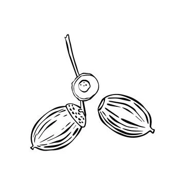 Vector set of oak acorns drawings. Autumn elements. Hand drawn detailed botan Stock Illustration