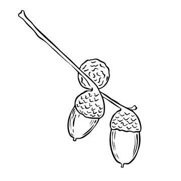 Vector set of oak acorns drawings. Autumn elements. Hand drawn detailed botan Stock Illustration