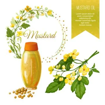 Vector set of objects on mustard, its fruits and its application. Mustard oil Stock Illustration