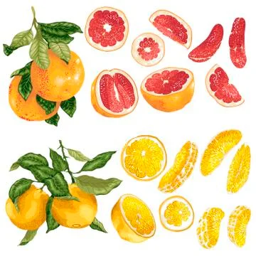 Vector set with orange and grapefruit citrus fruits and slices Stock Illustration