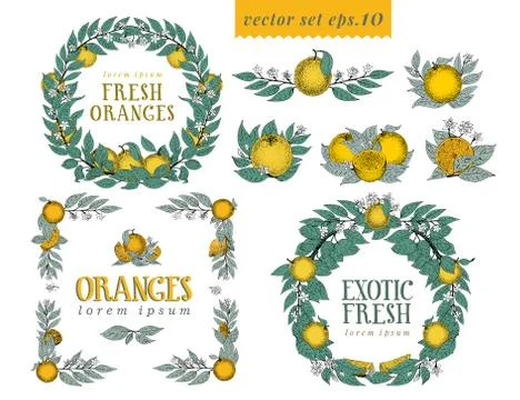 Vector set with oranges. Round wreaths and frames with leaves and orange frui Stock Illustration