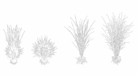 Vector set of ornamental grasses with roots in elevation view Stock Illustration