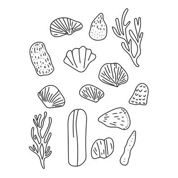 Vector set of outline sea shells drawn in minimal line art style. Hand-draw.. Stock Illustration