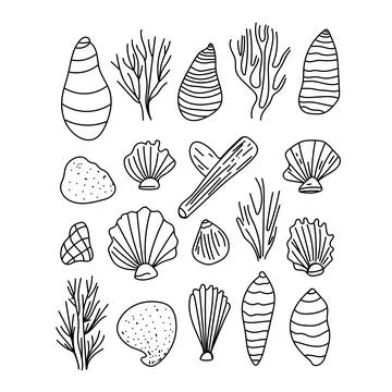 Vector set of outline sea shells drawn in minimal line art style. Hand-draw.. Stock Illustration