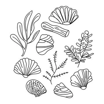 Vector set of outline sea shells drawn in minimal line art style. Hand-draw.. Stock Illustration